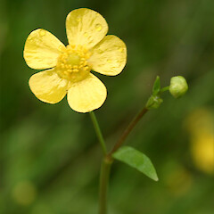 Flower of Ranunculus flammula.<br>Photographer: Trevor James, Date taken: 28/12/2005, Licence: All rights reserved. <a class='member-message' href='/nzpcn/why-join-nzpcn/' target='_blank'>Members can view a larger version of this image.</a>
