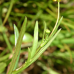 Flower and foliage of Ranunculus flammula.<br>Photographer: Trevor James, Date taken: 15/10/2004, Licence: All rights reserved. <a class='member-message' href='/nzpcn/why-join-nzpcn/' target='_blank'>Members can view a larger version of this image.</a>