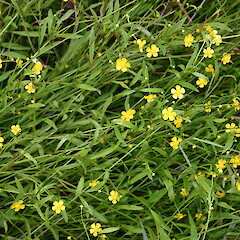 Ranunculus flammula.<br>Photographer: Trevor James, Date taken: 12/12/2005, Licence: All rights reserved. <a class='member-message' href='/nzpcn/why-join-nzpcn/' target='_blank'>Members can view a larger version of this image.</a>