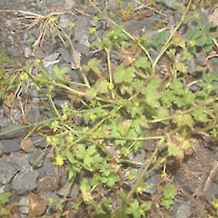 Ranunculus parviflorus