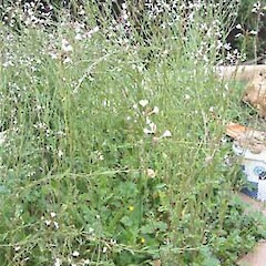 Raphanus raphanistrum subsp. raphanistrum