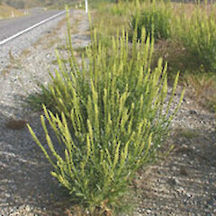 Reseda luteola