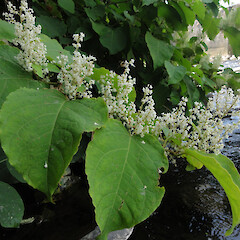 Banks of the Leith, North Dunedin just below the Botanic Garden.<br>Photographer: Alice Shanks, Licence: <a target='_blank' href='https://creativecommons.org/licenses/by-nc/4.0'>CC BY-NC</a>. <a class='member-message' href='/nzpcn/why-join-nzpcn/' target='_blank'>Members can view a larger version of this image.</a>