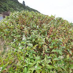 Coastal Otago, Dunedin.<br>Photographer: Mike Thorsen, Date taken: 05/04/2016, Licence: All rights reserved. <a class='member-message' href='/nzpcn/why-join-nzpcn/' target='_blank'>Members can view a larger version of this image.</a>