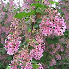 Ribes sanguineum