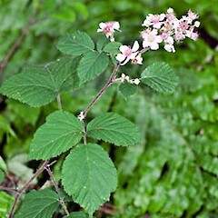 Rubus vestitus