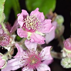 Close up view of flowers. Pinehaven, Upper Hutt. Jan 2007.<br>Photographer: Jeremy R. Rolfe, Licence: <a target='_blank' href='https://creativecommons.org/licenses/by/4.0'>CC BY</a>.