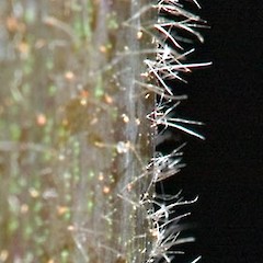 Mature primocane showing stellate hairs on surface. Pinehaven, Upper Hutt. Jan 2007.<br>Photographer: Jeremy R. Rolfe, Licence: <a target='_blank' href='https://creativecommons.org/licenses/by/4.0'>CC BY</a>.