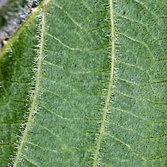 Underside of leaf showing hairs along veins.<br>Photographer: Jeremy R. Rolfe, Licence: <a target='_blank' href='https://creativecommons.org/licenses/by/4.0'>CC BY</a>.