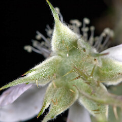 Sepals viewed from below, tomentose with longer simple hairs. Remutaka Rail Trail.<br>Photographer: Jeremy R. Rolfe, Date taken: 25/02/2007, Licence: <a target='_blank' href='https://creativecommons.org/licenses/by/4.0'>CC BY</a>. <a class='member-message' href='/nzpcn/why-join-nzpcn/' target='_blank'>Members can view a larger version of this image.</a>