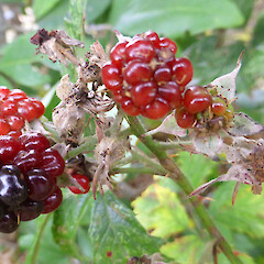 Raetihi on clay road bank; plants with flowers & fruits.<br>Photographer: Colin C. Ogle, Date taken: 06/05/2016, Licence: <a target='_blank' href='https://creativecommons.org/licenses/by-nc/4.0'>CC BY-NC</a>. <a class='member-message' href='/nzpcn/why-join-nzpcn/' target='_blank'>Members can view a larger version of this image.</a>