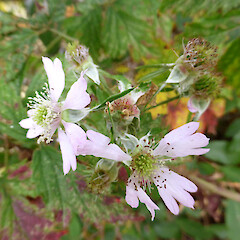 Raetihi on clay road bank; plants with flowers & fruits.<br>Photographer: Colin C. Ogle, Date taken: 06/05/2016, Licence: <a target='_blank' href='https://creativecommons.org/licenses/by-nc/4.0'>CC BY-NC</a>. <a class='member-message' href='/nzpcn/why-join-nzpcn/' target='_blank'>Members can view a larger version of this image.</a>