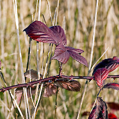 Wellsford.<br>Photographer: Jeremy R. Rolfe, Date taken: 16/07/2006, Licence: <a target='_blank' href='https://creativecommons.org/licenses/by/4.0'>CC BY</a>. <a class='member-message' href='/nzpcn/why-join-nzpcn/' target='_blank'>Members can view a larger version of this image.</a>