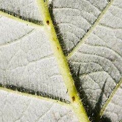 Rubus praecox