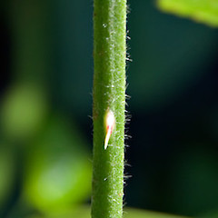 Young stem moderately hairy. Hutt Valley. Nov 2006.<br>Photographer: Jeremy R. Rolfe, Licence: <a target='_blank' href='https://creativecommons.org/licenses/by/4.0'>CC BY</a>.
