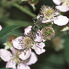 Close up of flowers. Stokes Valley, Lower Hutt. Dec 2001.<br>Photographer: Jeremy R. Rolfe, Licence: <a target='_blank' href='https://creativecommons.org/licenses/by/4.0'>CC BY</a>.