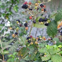 Fruit. Hutt Valley. Jan 2006.<br>Photographer: Jeremy R. Rolfe, Licence: <a target='_blank' href='https://creativecommons.org/licenses/by/4.0'>CC BY</a>. <a class='member-message' href='/nzpcn/why-join-nzpcn/' target='_blank'>Members can view a larger version of this image.</a>