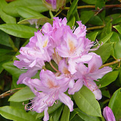 Rhododendron ponticum subsp. ponticum