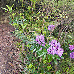 Growing in kāmahi-hard beech forest. Stokes Valley, Lower Hutt.<br>Photographer: Jeremy R. Rolfe, Date taken: 10/12/2011, Licence: <a target='_blank' href='https://creativecommons.org/licenses/by/4.0'>CC BY</a>. <a class='member-message' href='/nzpcn/why-join-nzpcn/' target='_blank'>Members can view a larger version of this image.</a>