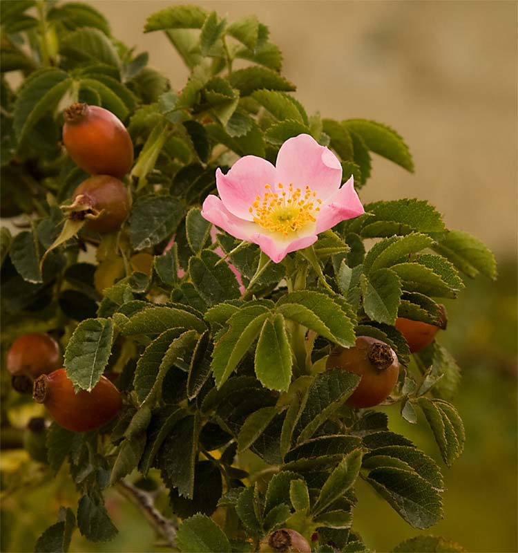 rosa-rubiginosa-new-zealand-plant-conservation-network