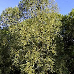 Salix alba var. alba.<br>Photographer: John Smith-Dodsworth, Licence: <a target='_blank' href='https://creativecommons.org/licenses/by-nc/4.0'>CC BY-NC</a>. <a class='member-message' href='/nzpcn/why-join-nzpcn/' target='_blank'>Members can view a larger version of this image.</a>