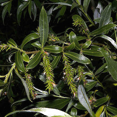 Salix alba var. alba.<br>Photographer: John Smith-Dodsworth, Licence: <a target='_blank' href='https://creativecommons.org/licenses/by-nc/4.0'>CC BY-NC</a>. <a class='member-message' href='/nzpcn/why-join-nzpcn/' target='_blank'>Members can view a larger version of this image.</a>