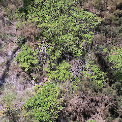 Hutt Valley, north of Stokes Valley.<br>Photographer: Jeremy R. Rolfe, Date taken: 06/05/2009, Licence: <a target='_blank' href='https://creativecommons.org/licenses/by/4.0'>CC BY</a>. <a class='member-message' href='/nzpcn/why-join-nzpcn/' target='_blank'>Members can view a larger version of this image.</a>