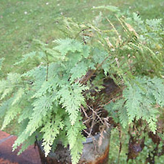 Selaginella moellendorffii plant.<br>Photographer: John Smith-Dodsworth, Licence: <a target='_blank' href='https://creativecommons.org/licenses/by-nc/4.0'>CC BY-NC</a>.