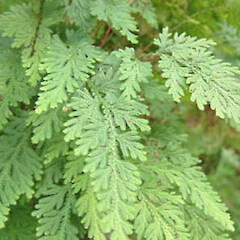 Selaginella moellendorffii