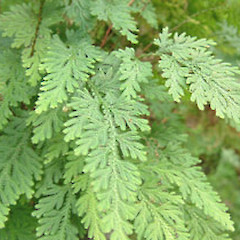 Selaginella moellendorffii close up of foliage.<br>Photographer: John Smith-Dodsworth, Licence: <a target='_blank' href='https://creativecommons.org/licenses/by-nc/4.0'>CC BY-NC</a>.