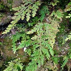 Selaginella moellendorfii close up of wild plants, Auckland Domain.<br>Photographer: Peter J de Lange, Date taken: 21/10/2006, Licence: <a target='_blank' href='https://creativecommons.org/licenses/by-nc/4.0'>CC BY-NC</a>.