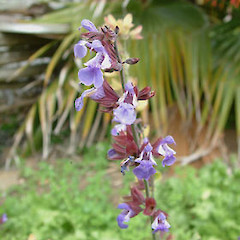 Salvia officinalis.<br>Photographer: John Smith-Dodsworth, Licence: <a target='_blank' href='https://creativecommons.org/licenses/by-nc/4.0'>CC BY-NC</a>.