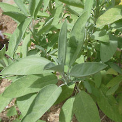 Salvia officinalis.<br>Photographer: John Smith-Dodsworth, Licence: <a target='_blank' href='https://creativecommons.org/licenses/by-nc/4.0'>CC BY-NC</a>.