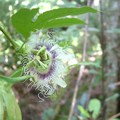 Passiflora edulis.<br>Photographer: John Smith-Dodsworth, Licence: <a target='_blank' href='https://creativecommons.org/licenses/by-nc/4.0'>CC BY-NC</a>.