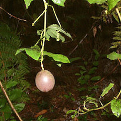 Passiflora edulis.<br>Photographer: John Smith-Dodsworth, Licence: <a target='_blank' href='https://creativecommons.org/licenses/by-nc/4.0'>CC BY-NC</a>.