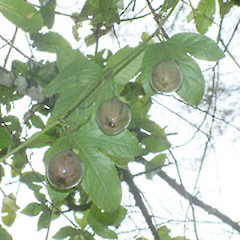 Passiflora edulis.<br>Photographer: John Smith-Dodsworth, Licence: <a target='_blank' href='https://creativecommons.org/licenses/by-nc/4.0'>CC BY-NC</a>.