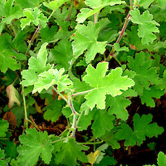 Pelargonium tomentosum.<br>Photographer: Peter J de Lange, Licence: <a target='_blank' href='https://creativecommons.org/licenses/by-nc/4.0'>CC BY-NC</a>. <a class='member-message' href='/nzpcn/why-join-nzpcn/' target='_blank'>Members can view a larger version of this image.</a>
