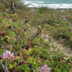Arai Te Uru.<br>Photographer: A. J. Townsend, Licence: <a target='_blank' href='https://creativecommons.org/licenses/by-nc/4.0'>CC BY-NC</a>.