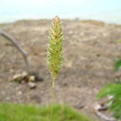 Phalaris canariensis