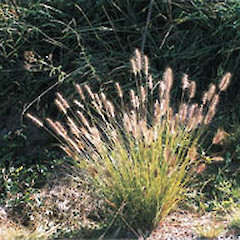 Cenchrus purpurascens.<br>Photographer: Auckland Regional Council, Licence: Public domain.