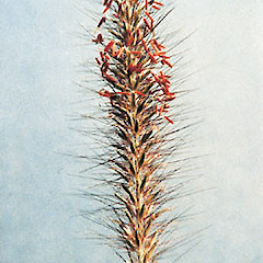 Cenchrus purpurascens, flower spike with anthers.<br>Photographer: Auckland Regional Council, Licence: Public domain.