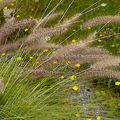 Cenchrus purpurascens, foliage and flower spikes.<br>Photographer: John Smith-Dodsworth, Licence: <a target='_blank' href='https://creativecommons.org/licenses/by-nc/4.0'>CC BY-NC</a>. <a class='member-message' href='/nzpcn/why-join-nzpcn/' target='_blank'>Members can view a larger version of this image.</a>
