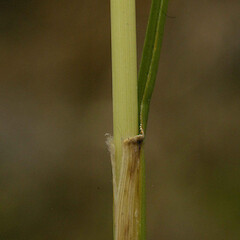 Cenchrus purpurascens, stem sheath, ligule, leaf base.<br>Photographer: John Smith-Dodsworth, Licence: <a target='_blank' href='https://creativecommons.org/licenses/by-nc/4.0'>CC BY-NC</a>. <a class='member-message' href='/nzpcn/why-join-nzpcn/' target='_blank'>Members can view a larger version of this image.</a>