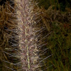 Cenchrus purpurascens, flower spike with anthers.<br>Photographer: John Smith-Dodsworth, Licence: <a target='_blank' href='https://creativecommons.org/licenses/by-nc/4.0'>CC BY-NC</a>. <a class='member-message' href='/nzpcn/why-join-nzpcn/' target='_blank'>Members can view a larger version of this image.</a>
