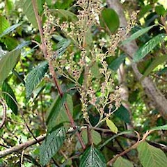 Flowering plant. Meola Creek, Auckland.<br>Photographer: Peter J de Lange, Licence: <a target='_blank' href='https://creativecommons.org/licenses/by-nc/4.0'>CC BY-NC</a>.