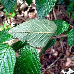 Leaf surfaces. Meola Creek, Auckland.<br>Photographer: Peter J de Lange, Licence: <a target='_blank' href='https://creativecommons.org/licenses/by-nc/4.0'>CC BY-NC</a>.