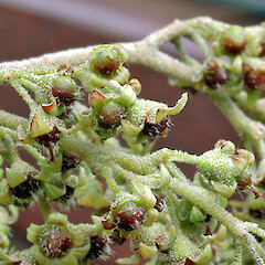 Part of inflorescence. Virginia Lake, Whanganui. Dec 2011.<br>Photographer: Colin C. Ogle, Licence: <a target='_blank' href='https://creativecommons.org/licenses/by-nc/4.0'>CC BY-NC</a>. <a class='member-message' href='/nzpcn/why-join-nzpcn/' target='_blank'>Members can view a larger version of this image.</a>