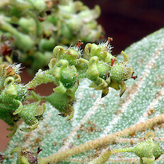 Part of inflorescence. Virginia Lake, Whanganui. Dec 2011.<br>Photographer: Colin C. Ogle, Licence: <a target='_blank' href='https://creativecommons.org/licenses/by-nc/4.0'>CC BY-NC</a>. <a class='member-message' href='/nzpcn/why-join-nzpcn/' target='_blank'>Members can view a larger version of this image.</a>