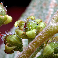 Flowers. Virginia Lake, Whanganui. Dec 2011.<br>Photographer: Colin C. Ogle, Licence: <a target='_blank' href='https://creativecommons.org/licenses/by-nc/4.0'>CC BY-NC</a>. <a class='member-message' href='/nzpcn/why-join-nzpcn/' target='_blank'>Members can view a larger version of this image.</a>