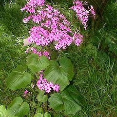 Pericallis x hybrida.<br>Photographer: John Smith-Dodsworth, Licence: <a target='_blank' href='https://creativecommons.org/licenses/by-nc/4.0'>CC BY-NC</a>.